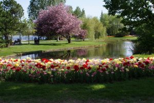 Tulip Festival near Dow's Lake